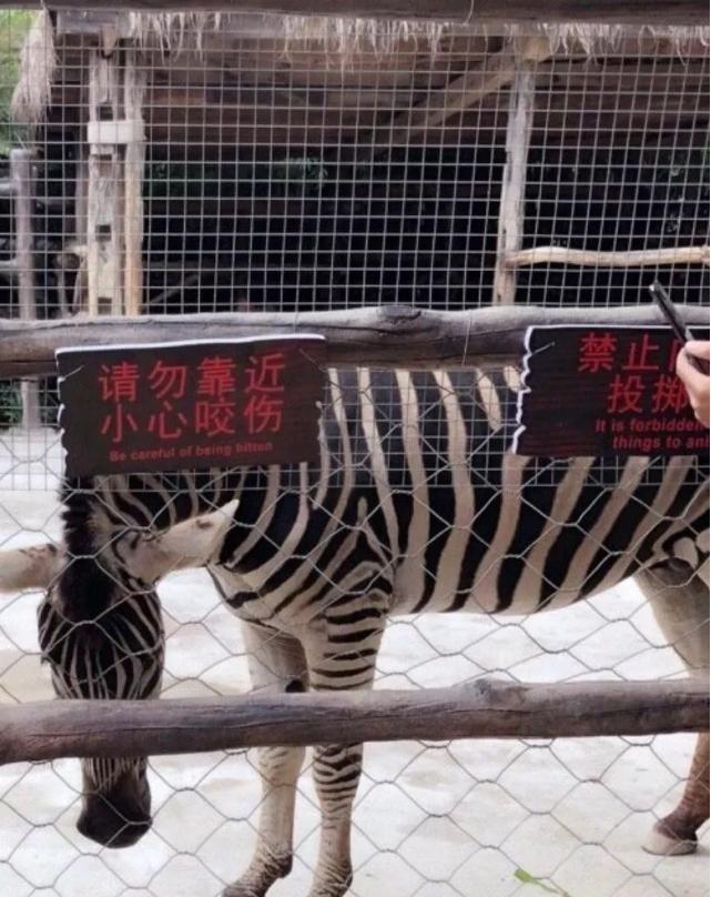 人类为何没有驯化斑马当坐骑？脾气暴躁又“神经质”谁敢骑？Kaiyun 开云(图7)