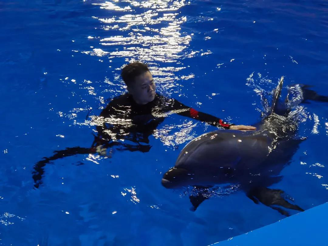 做海洋动物驯养师是种什么体验？温州帅小伙成了操碎心的“老父亲”开云 开云体育官网(图1)