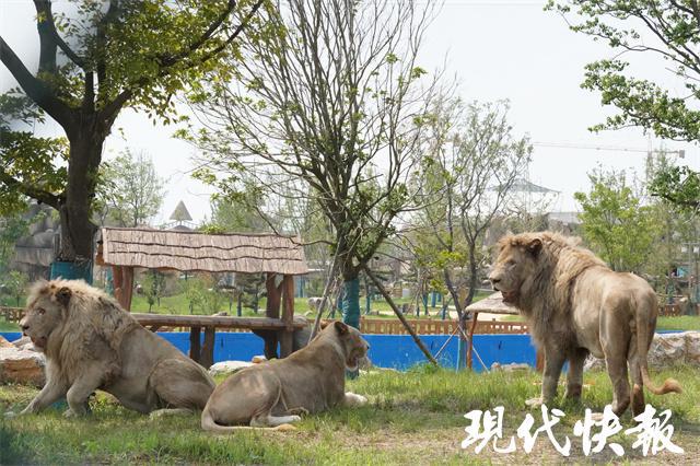 开云 开云体育APP两万多只野生动物齐亮相徐州九顶山野生动物园9月28日开园(图5)