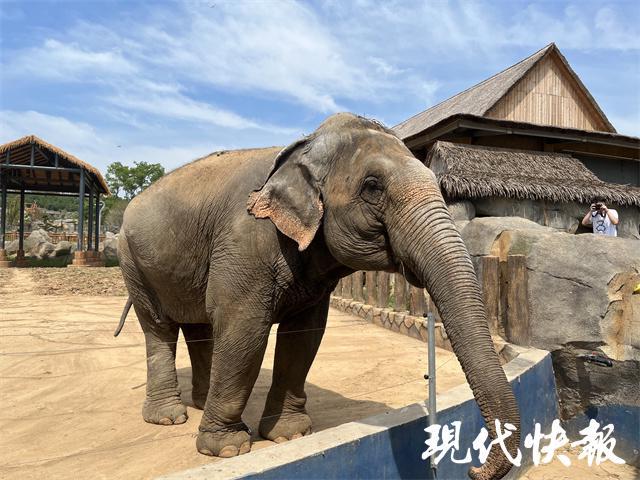 开云 开云体育APP两万多只野生动物齐亮相徐州九顶山野生动物园9月28日开园(图6)