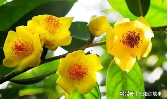 “植物大熊猫”金花茶花色金黄香开云 开云体育平台气浓郁家养一盆上档次(图1)
