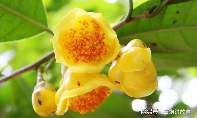 “植物大熊猫”金花茶花色金黄香开云 开云体育平台气浓郁家养一盆上档次(图7)