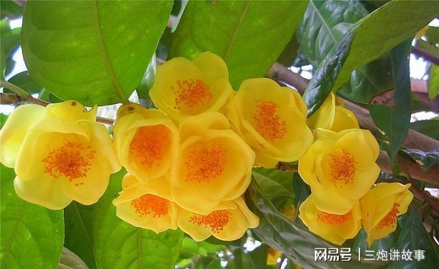 “植物大熊猫”金花茶花色金黄香开云 开云体育平台气浓郁家养一盆上档次(图3)