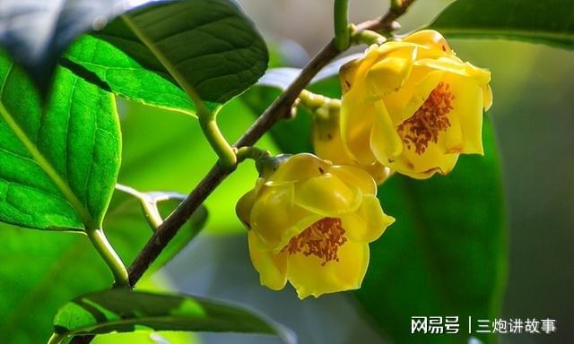 “植物大熊猫”金花茶花色金黄香开云 开云体育平台气浓郁家养一盆上档次(图2)