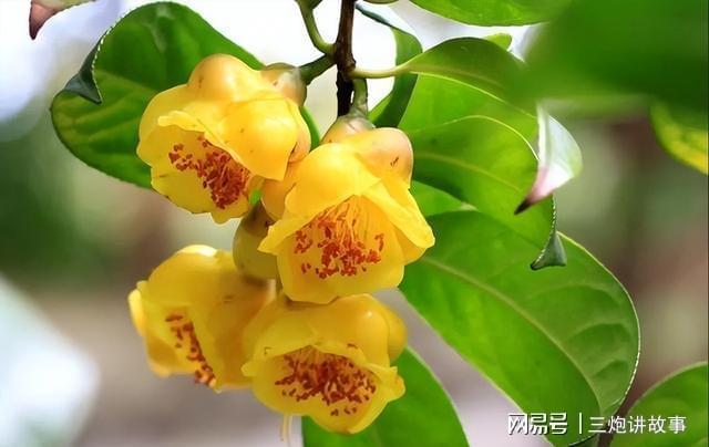 “植物大熊猫”金花茶花色金黄香开云 开云体育平台气浓郁家养一盆上档次(图6)