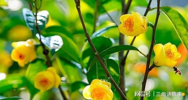 “植物大熊猫”金花茶花色金黄香开云 开云体育平台气浓郁家养一盆上档次(图9)