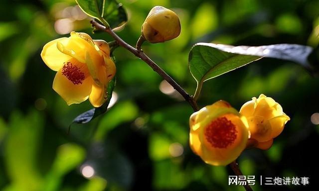 “植物大熊猫”金花茶花色金黄香开云 开云体育平台气浓郁家养一盆上档次(图8)