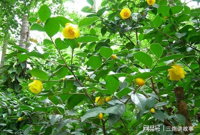 “植物大熊猫”金花茶花色金黄香开云 开云体育平台气浓郁家养一盆上档次(图11)