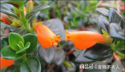 养过造型像动物的绿植吗？有吊兰也有多开云体育 开云平台肉摆在家里呆萌可爱(图1)