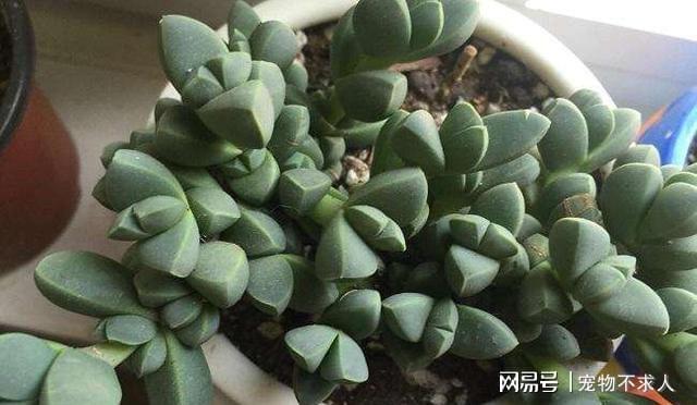 养过造型像动物的绿植吗？有吊兰也有多开云体育 开云平台肉摆在家里呆萌可爱(图4)