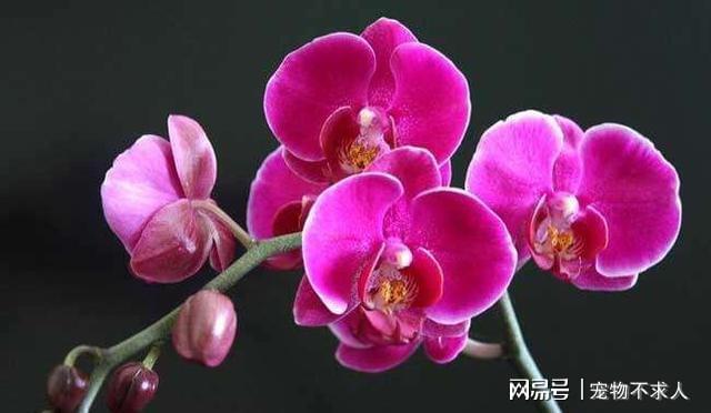 养过造型像动物的绿植吗？有吊兰也有多开云体育 开云平台肉摆在家里呆萌可爱(图5)