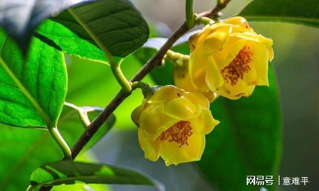 开云体育 开云平台茶族皇后——金花茶营养很高花色金黄观赏食用两不误(图1)