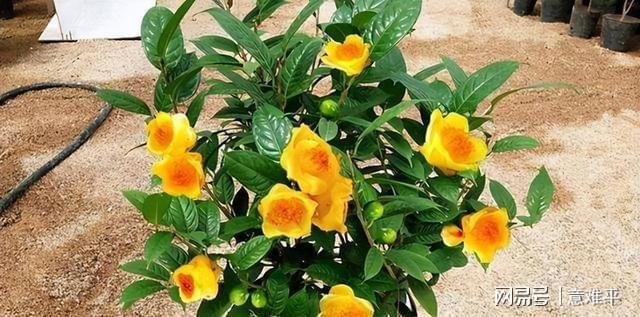 开云体育 开云平台茶族皇后——金花茶营养很高花色金黄观赏食用两不误(图2)