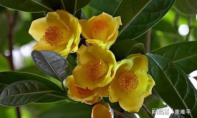 开云体育 开云平台茶族皇后——金花茶营养很高花色金黄观赏食用两不误(图5)