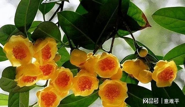 开云体育 开云平台茶族皇后——金花茶营养很高花色金黄观赏食用两不误(图6)