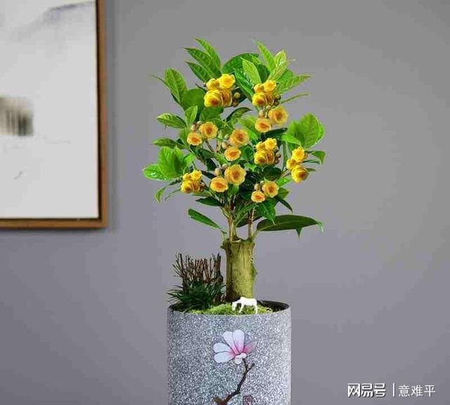 开云体育 开云平台茶族皇后——金花茶营养很高花色金黄观赏食用两不误(图3)