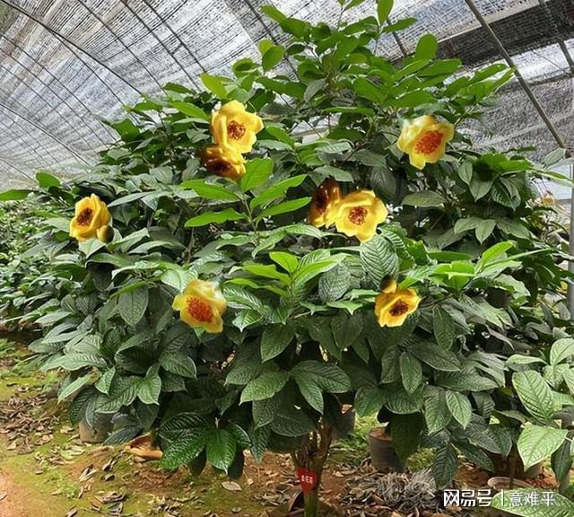 开云体育 开云平台茶族皇后——金花茶营养很高花色金黄观赏食用两不误(图4)