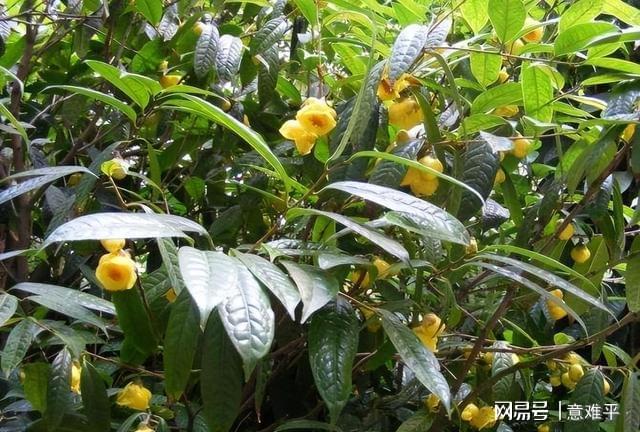 开云体育 开云平台茶族皇后——金花茶营养很高花色金黄观赏食用两不误(图9)