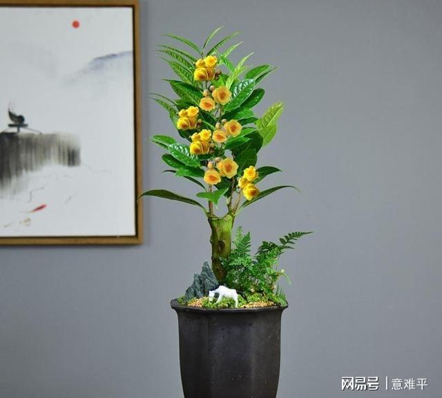 开云体育 开云平台茶族皇后——金花茶营养很高花色金黄观赏食用两不误(图8)