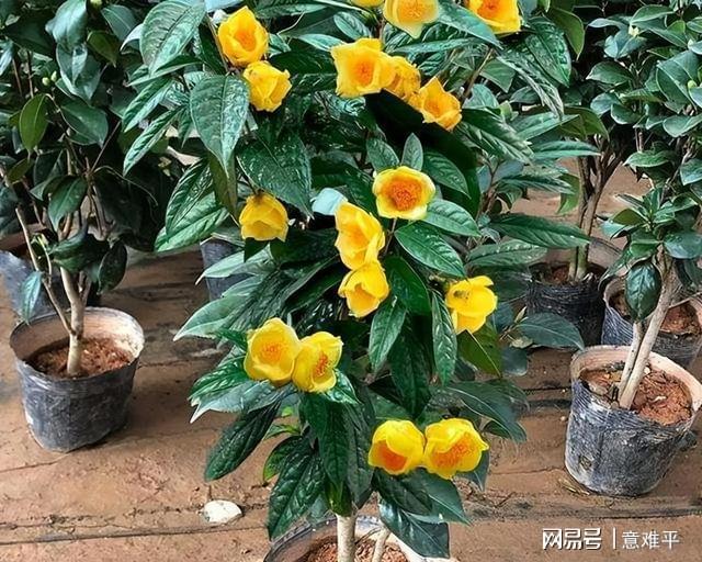 开云体育 开云平台茶族皇后——金花茶营养很高花色金黄观赏食用两不误(图7)