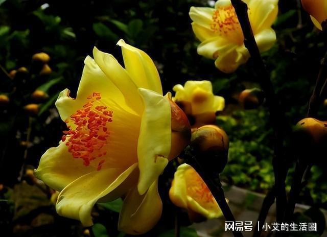 开云 开云体育官网它是植物界的金丝猴花色金黄喜庆营养丰富观赏食用都不错(图3)