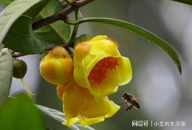 开云 开云体育官网它是植物界的金丝猴花色金黄喜庆营养丰富观赏食用都不错(图2)