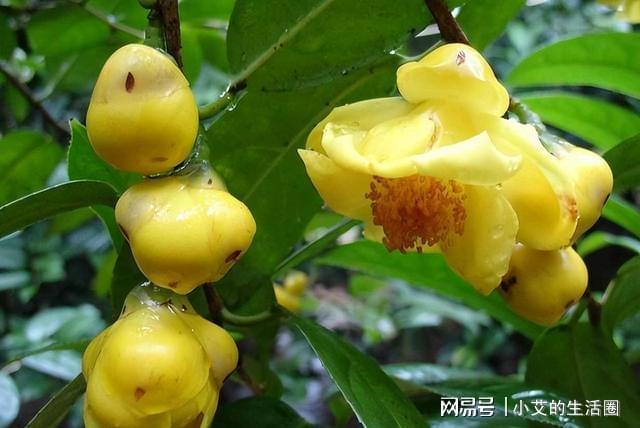 开云 开云体育官网它是植物界的金丝猴花色金黄喜庆营养丰富观赏食用都不错(图6)