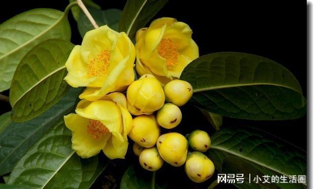 开云 开云体育官网它是植物界的金丝猴花色金黄喜庆营养丰富观赏食用都不错(图7)