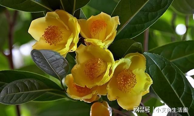 开云 开云体育官网它是植物界的金丝猴花色金黄喜庆营养丰富观赏食用都不错(图10)