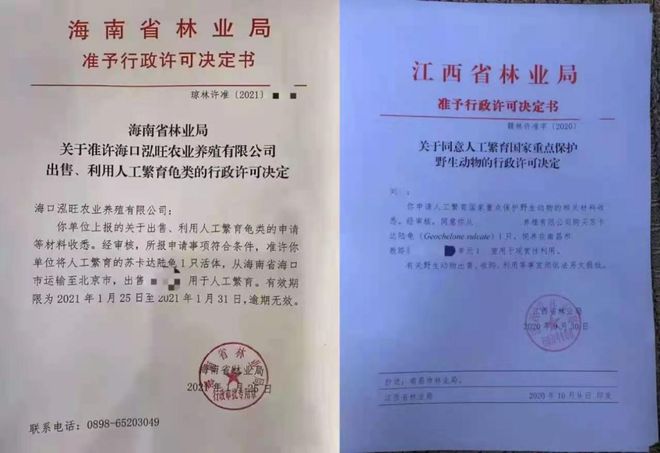 海南、江西已开放饲开云体育 开云平台养陆龟？这篇文章带你读懂真相！ 肆养周报(图2)