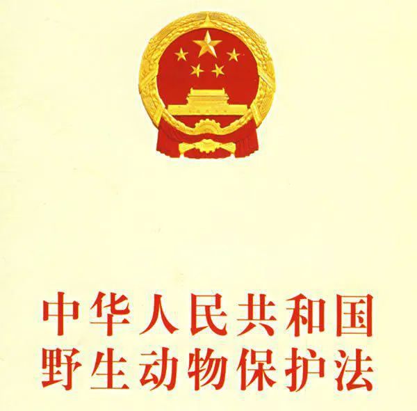 海南、江西已开放饲开云体育 开云平台养陆龟？这篇文章带你读懂真相！ 肆养周报(图4)