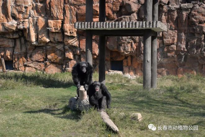 开云体育 开云平台长春市动植物公园这些动物可以观赏了！(图2)