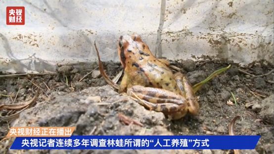 开云 开云体育别吃了！它是生态系统中的基石物种却被人“毁灭性”利用…(图4)