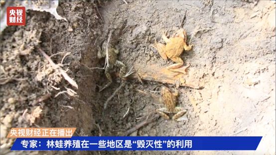 开云 开云体育别吃了！它是生态系统中的基石物种却被人“毁灭性”利用…(图6)
