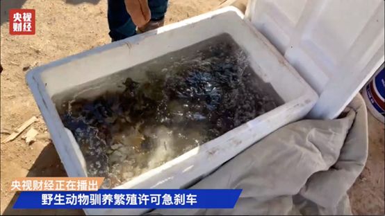开云 开云体育别吃了！它是生态系统中的基石物种却被人“毁灭性”利用…(图7)