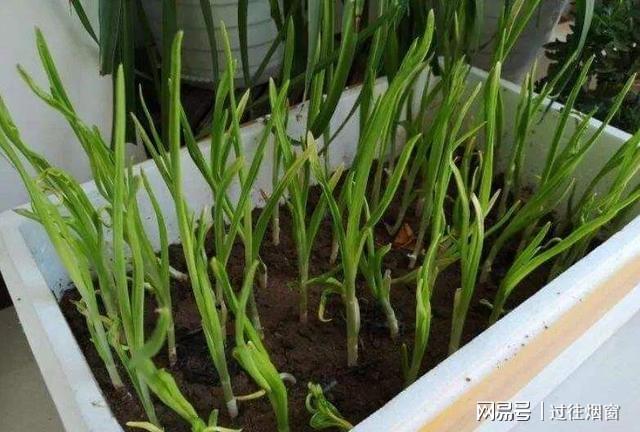 阳台上种植这8种菜能节省不少钱关键还可以观赏净化空气开云体育 kaiyun.com 官网入口(图5)