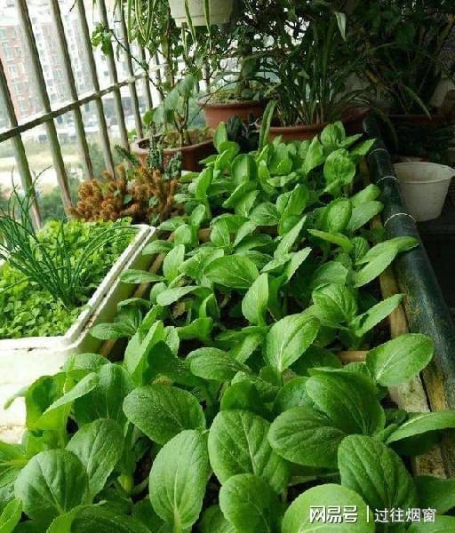阳台上种植这8种菜能节省不少钱关键还可以观赏净化空气开云体育 kaiyun.com 官网入口(图4)