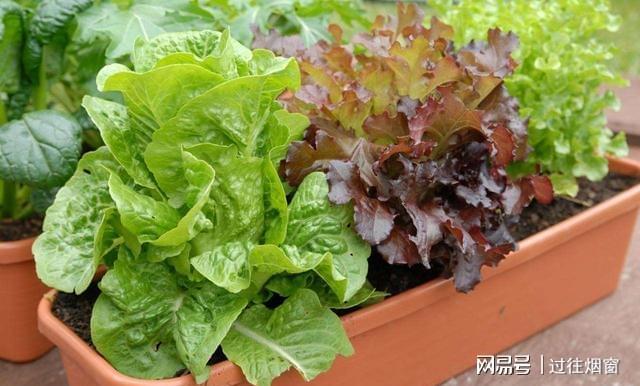 阳台上种植这8种菜能节省不少钱关键还可以观赏净化空气开云体育 kaiyun.com 官网入口(图1)