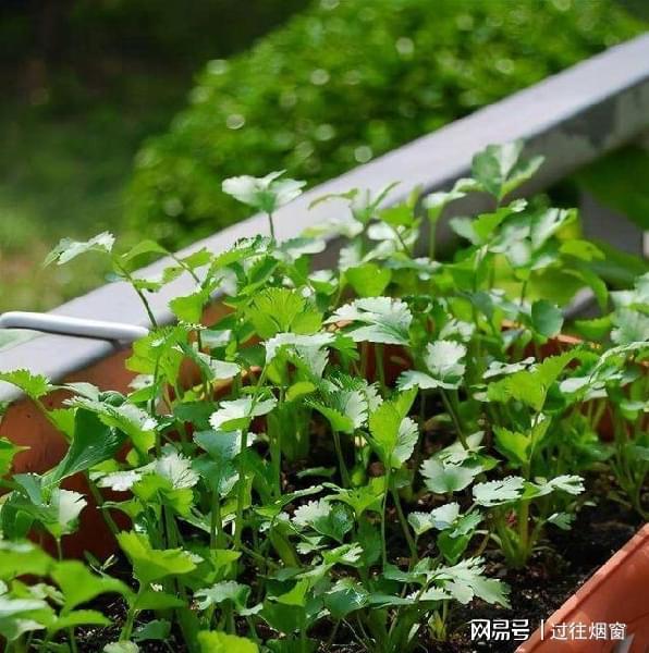 阳台上种植这8种菜能节省不少钱关键还可以观赏净化空气开云体育 kaiyun.com 官网入口(图2)