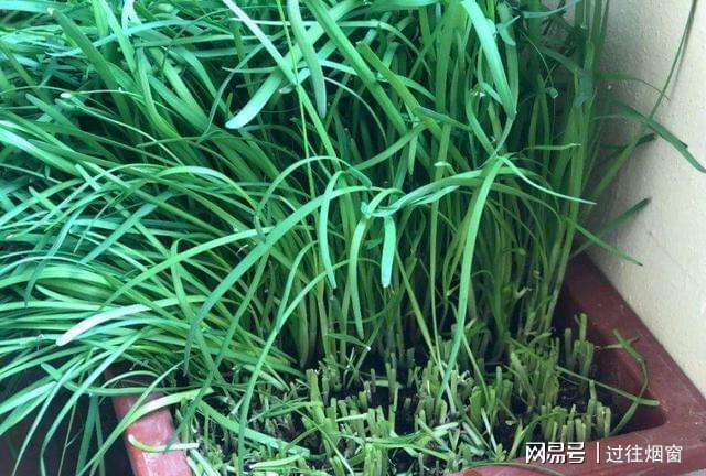 阳台上种植这8种菜能节省不少钱关键还可以观赏净化空气开云体育 kaiyun.com 官网入口(图7)