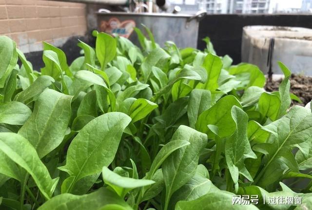 阳台上种植这8种菜能节省不少钱关键还可以观赏净化空气开云体育 kaiyun.com 官网入口(图8)