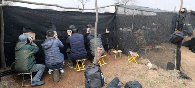 开云 开云体育官网山西老人将国家保护动物当凤凰养4年超过40只到底是啥动物？(图15)
