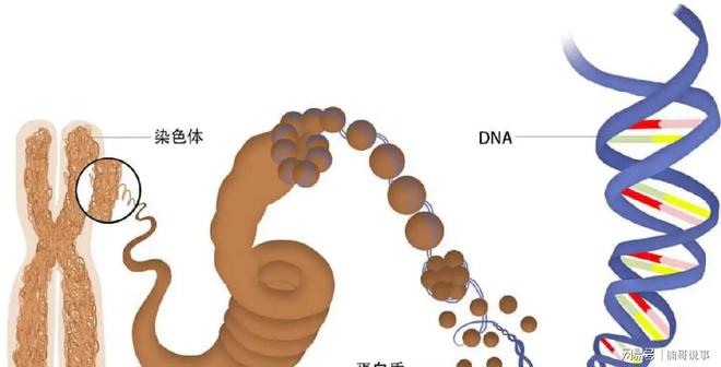 为什么说骡子怀孕必死无法Kaiyun 开云生育？原来是“马和驴”惹的祸(图1)