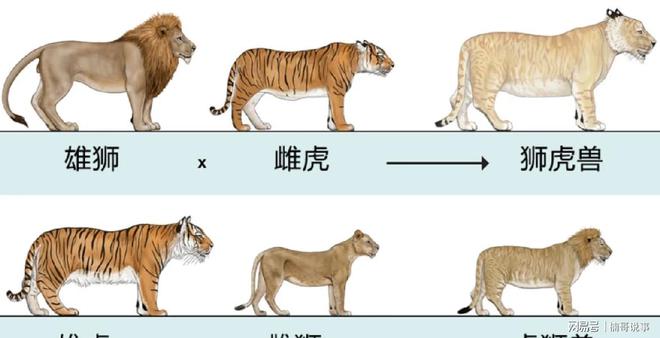 为什么说骡子怀孕必死无法Kaiyun 开云生育？原来是“马和驴”惹的祸(图2)