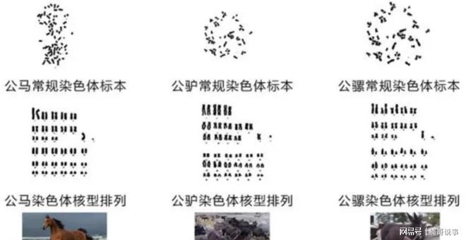为什么说骡子怀孕必死无法Kaiyun 开云生育？原来是“马和驴”惹的祸(图5)