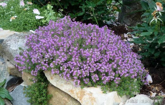花盆里种上它开云 开云体育官网们简直是天壤之别(图2)