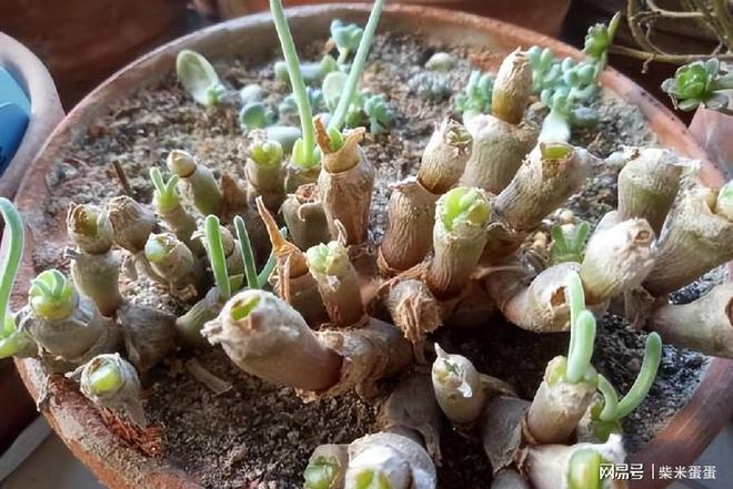 长得像兔子的多肉观赏期只有2个月不要被表象欺骗了Kaiyun 开云(图2)