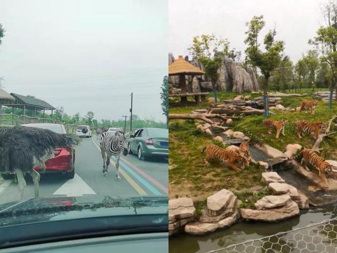 开云 开云体育平台网传酒店开设“虎景房”被叫停南通文旅局：还在讨论商议(图2)