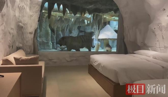 开云 开云体育平台网传酒店开设“虎景房”被叫停南通文旅局：还在讨论商议(图3)