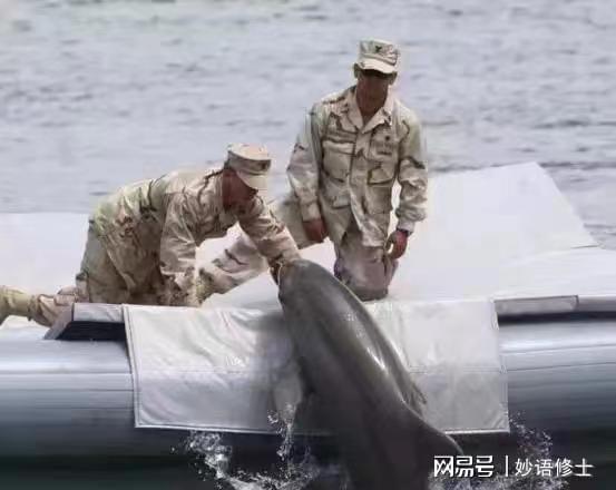 开云APP 开云官网入口知名特工白鲸疑似因爱情玩忽职守？其实这样的动物间谍还真不少(图5)
